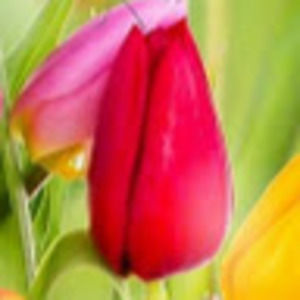 Meet your Posher, Raylene